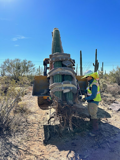 relocating a cactus